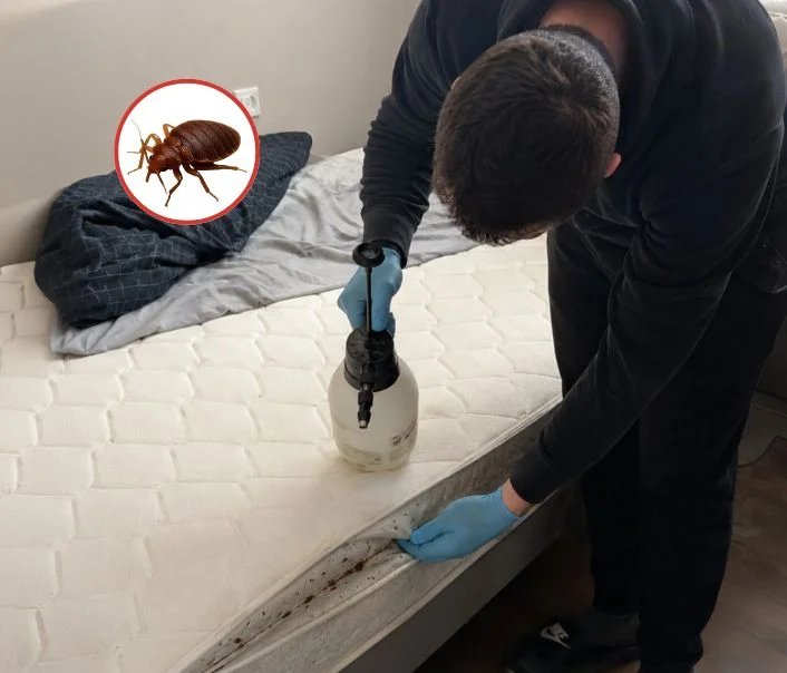 Technicien traitant un matelas contre les punaises de lit à Amenucourt